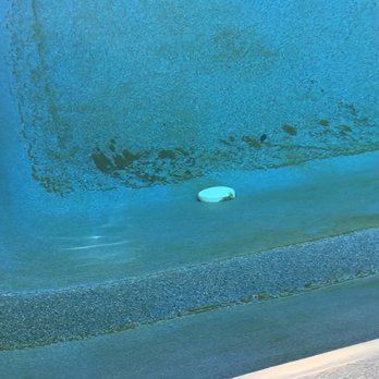 Pinch A Penny - Missed their cleaning yesterday with no call or excuse. Dirtiest the pool has ever been. - Hot Tub & Pool Near Me - Seminole, Florida Pinch A Penny - Missed their cleaning yesterday with no call or excuse. Dirtiest the pool has ever been. - Hot Tub & Pool Near Me - Seminole, Florida