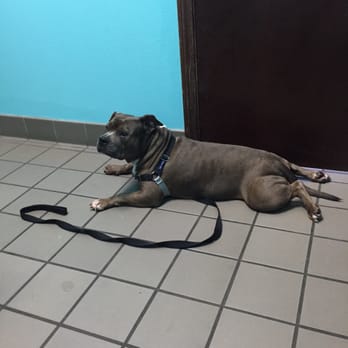 SeaCoast Veterinary Group - Waiting patiently for her favorite Dr - Veterinarians Near Me - Imperial Beach, California SeaCoast Veterinary Group - Waiting patiently for her favorite Dr - Veterinarians Near Me - Imperial Beach, California