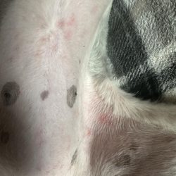 Doggie Stylez - Razor burn in the gentle area for shaving.The dog to close