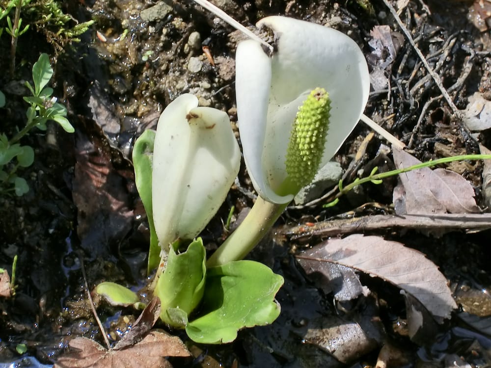 Izumi Botanical Garden