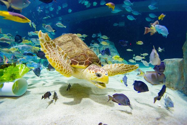 OdySea Aquarium by null