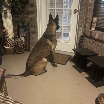 Swan Kennels & Training Center - Watching workers out side - Pet Sitting Near Me - Columbus, Mississippi