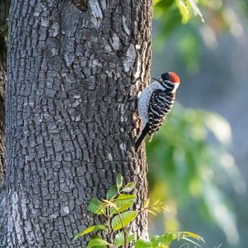 Lake Perris - Nutall's woodpecker - Parks Near Me - Perris, California Lake Perris - Nutall's woodpecker - Parks Near Me - Perris, California