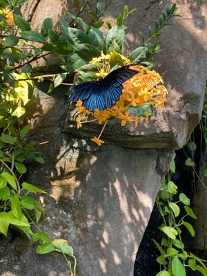 Omaha's Henry Doorly Zoo and Aquarium by null