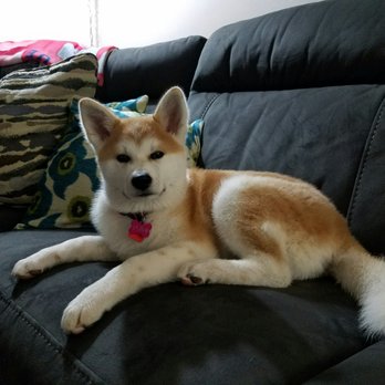 OC Canine Coaching - Yumi...getting bigger but such a good girl thanks to Bryndon! - Pet Training Near Me