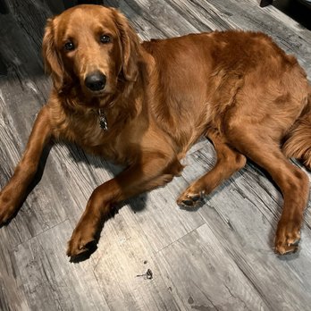 Buddies - Pet Groomers Near Me - Las Vegas, Nevada