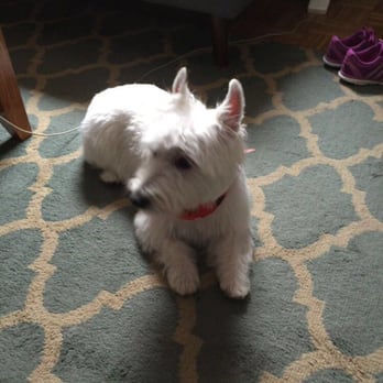Shear Mutts - Handsome westie! - Pet Groomers Near Me - Honeoye Falls, New York