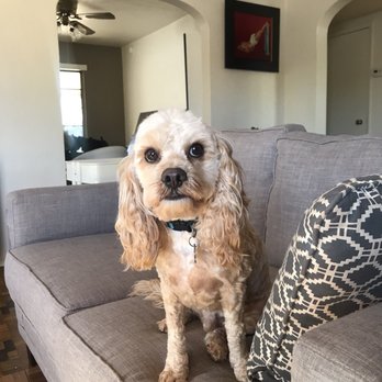 Top Paw Grooming - Pet Groomers Near Me - Tucson, Arizona Top Paw Grooming - Pet Groomers Near Me - Tucson, Arizona