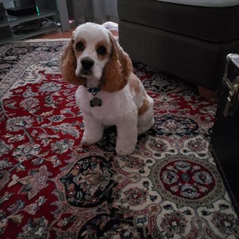 Dawn's Pet Palace - Pet Groomers Near Me - Carmichael, California