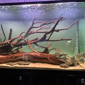 Aquarium Design Group - Aquarium Services Near Me - Houston, Texas
