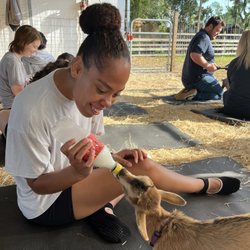Wildflower Farm Orlando - Feeding the goats first!