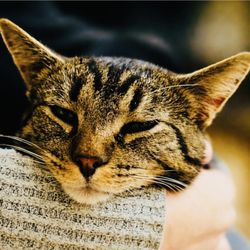 Mr. Kitty's Cat Cafe & Boutique