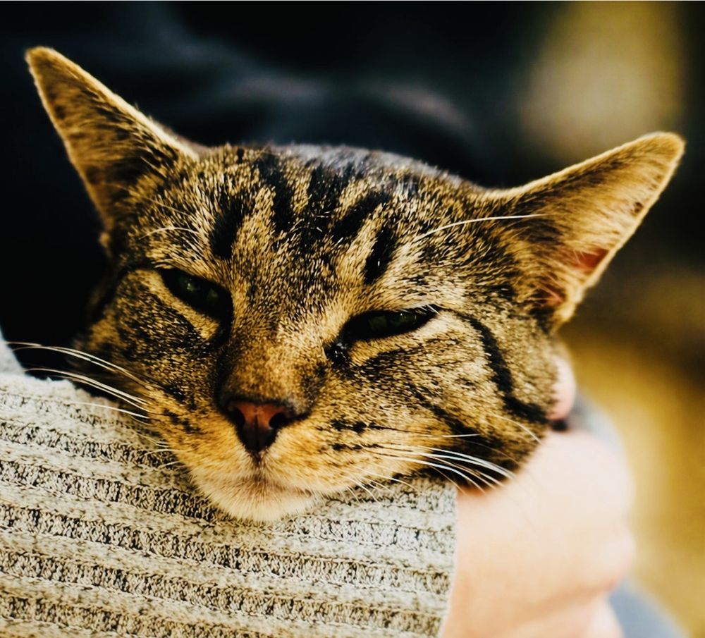 Mr. Kitty's Cat Cafe & Boutique Logo