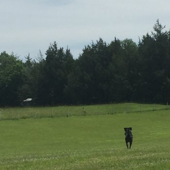 Prospect Hill Inn - Dog chasing deer - Bed & Breakfast Near Me - Louisa, Virginia