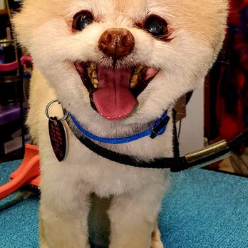 The British Pet Groomer - Pet Groomers Near Me - Ozark, Missouri The British Pet Groomer - Pet Groomers Near Me - Ozark, Missouri