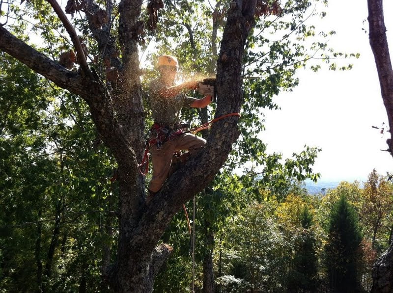 Humanitree Tree Service - tree service in Richmond, VA