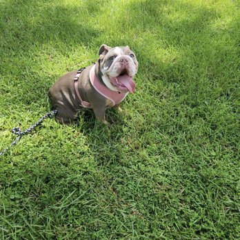 Marios Transport Services - Pody break - Pet Transportation Near Me Marios Transport Services - Pody break - Pet Transportation Near Me