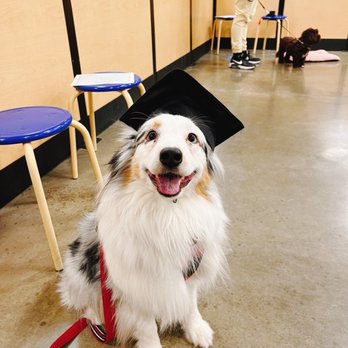 PetSmart Dog Training - Pet Stores Near Me - Seattle, Washington