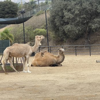 Monterey Zoo - Camels - Zoos Near Me - Salinas, California Monterey Zoo - Camels - Zoos Near Me - Salinas, California