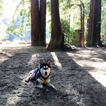 K9 Adventure Time - Pet Boarding Near Me K9 Adventure Time - Pet Boarding Near Me