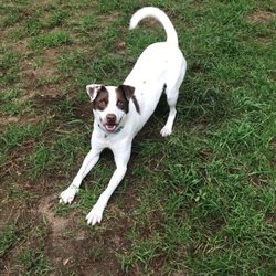 Alladan Kennels - "Darius" is ready to fetch tennis balls.