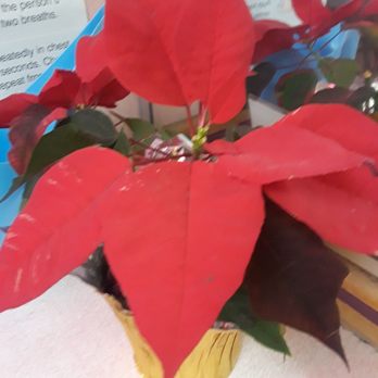 Number One Chinese Restaurant - Number One Chinese Restaurant keeps poinsettia alive even in February. - Chinese Near Me - Brooklyn, New York Number One Chinese Restaurant - Number One Chinese Restaurant keeps poinsettia alive even in February. - Chinese Near Me - Brooklyn, New York