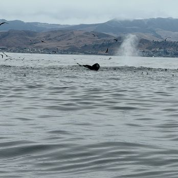Sub Sea Tours - Rafting/Kayaking Near Me - Morro Bay, California
