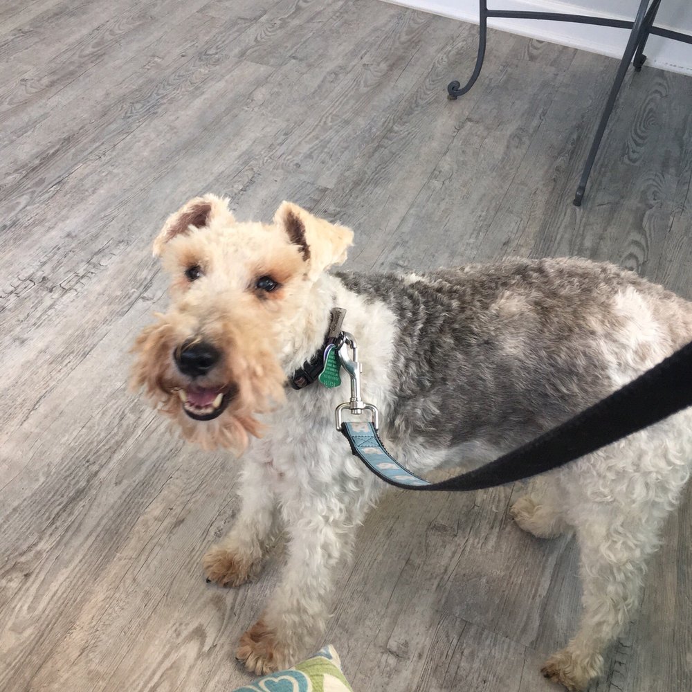 Compassion Veterinary Center - One happy dog - Veterinarians Near Me - Frederick, Maryland