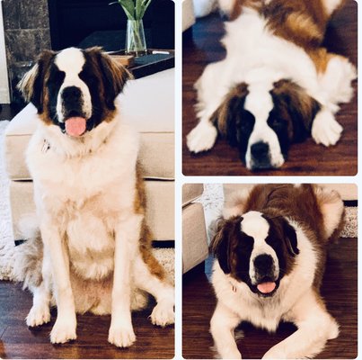 big daddy's doggie daycare