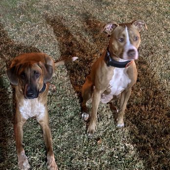 Dog Training Bri - Pet Training Near Me Dog Training Bri - Pet Training Near Me