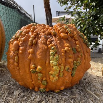 Farmer John's Pumpkin Farm - Pumpkin Patches Near Me - Half Moon Bay, California