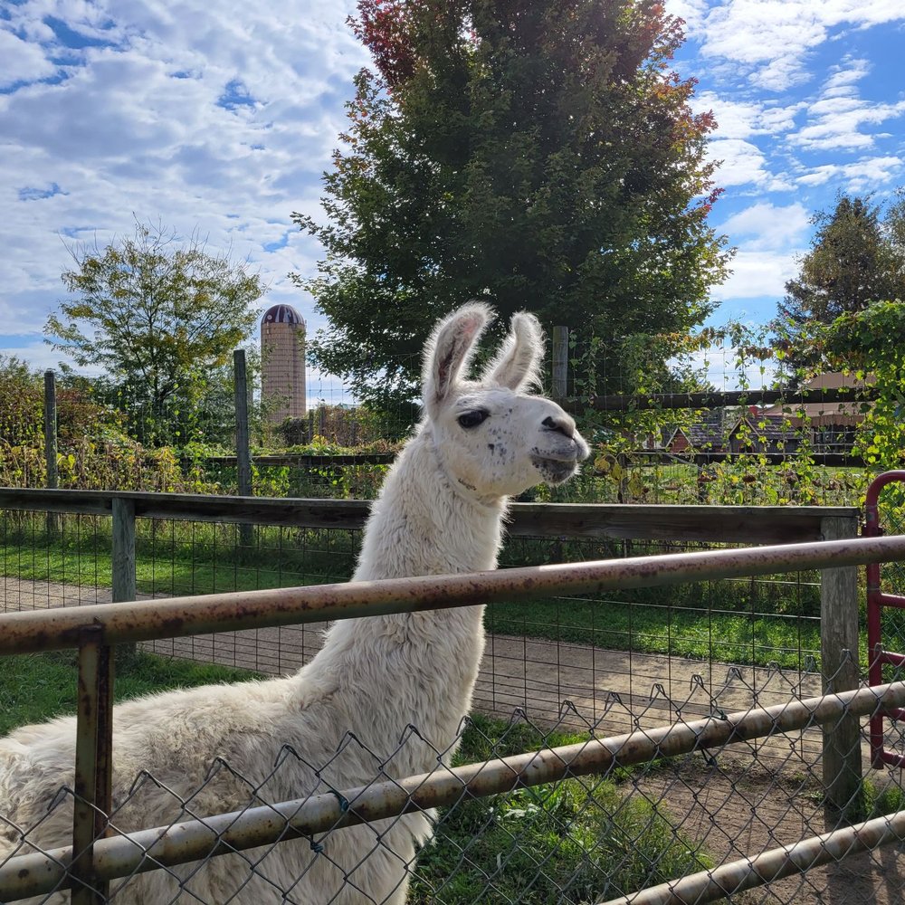 Eugster's Farm Market - Friendly llama, seemed to like good body scratches - Attraction Farms Near Me - Stoughton, Wisconsin Eugster's Farm Market - Friendly llama, seemed to like good body scratches - Attraction Farms Near Me - Stoughton, Wisconsin