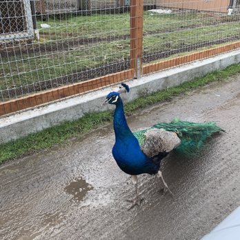 Olympic Game Farm - Zoos Near Me - Sequim, Washington Olympic Game Farm - Zoos Near Me - Sequim, Washington