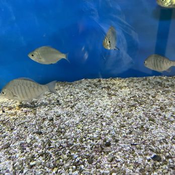 Cabrillo Marine Aquarium - Aquariums Near Me - San Pedro, California Cabrillo Marine Aquarium - Aquariums Near Me - San Pedro, California