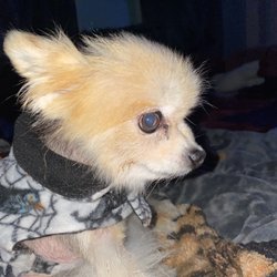 Newport Animal Hospital - He's on thyroid medication please don't make fun of him.  His hair falls out, I use coconut oil and it seems to help.