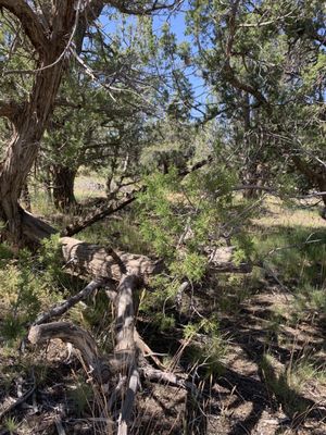 Tusayan Ruin by null