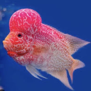 Publix Super Markets - Fish - Grocery Near Me - Bradenton, Florida