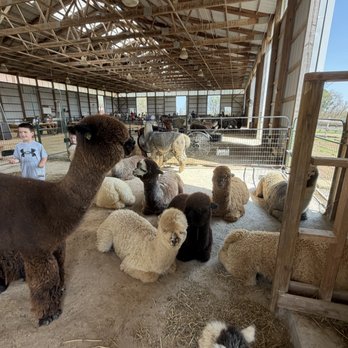 Black Barn Alpacas - Attraction Farms Near Me - Finksburg, Maryland