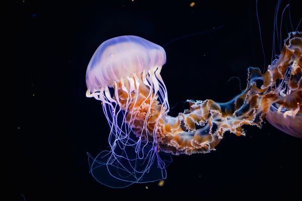 Birch Aquarium by null