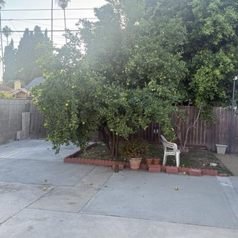 Cisnero's Tree Care - Overgrown Lemon Tree - Tree Services Near Me