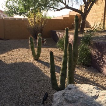 Mazier Cesar Landscaping - Landscaping Near Me - Tempe, Arizona