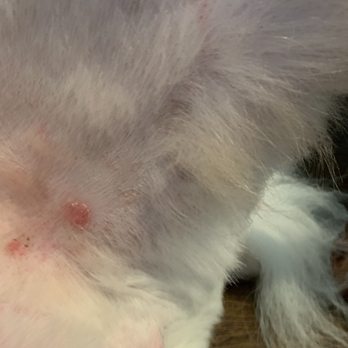 Wishbone Pet Care - CUTS THAT CONTINUED BLEEDING - Pet Groomers Near Me - Missouri City, Texas