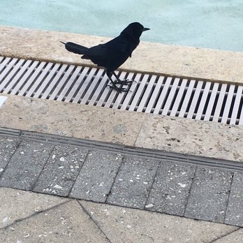 McDonald's - a black bird standing on a drain - Fast Food Near Me - Fort Lauderdale, Florida