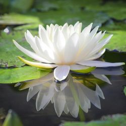 New Bloom Counselling - Photo