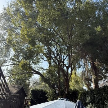 Tom DayTree Service - This is the after. - Tree Services Near Me - Upland, California Tom DayTree Service - This is the after. - Tree Services Near Me - Upland, California