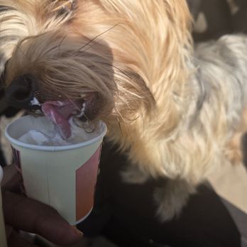 HTeaO - My yorkshire eating her pup cup - Coffee & Tea Near Me - San Antonio, Texas HTeaO - My yorkshire eating her pup cup - Coffee & Tea Near Me - San Antonio, Texas