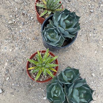 Cactus Queen - They are coming home with us - Nurseries & Gardening Near Me - Dallas, Texas