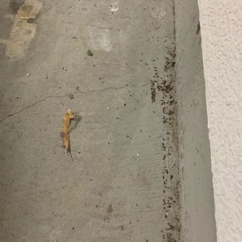 Ziprent - Huge amount of rodent droppings - Property Management Near Me - San Francisco, California