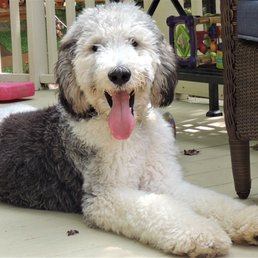 the cove vet reviews