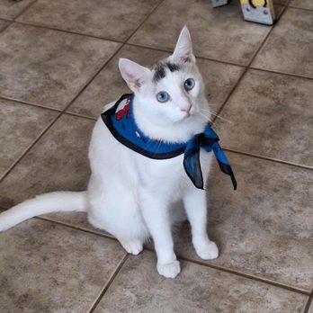 Dutch Bros Coffee - National dog day bandanas! (On my cat.) - Juice Bars & Smoothies Near Me - Lathrop, California